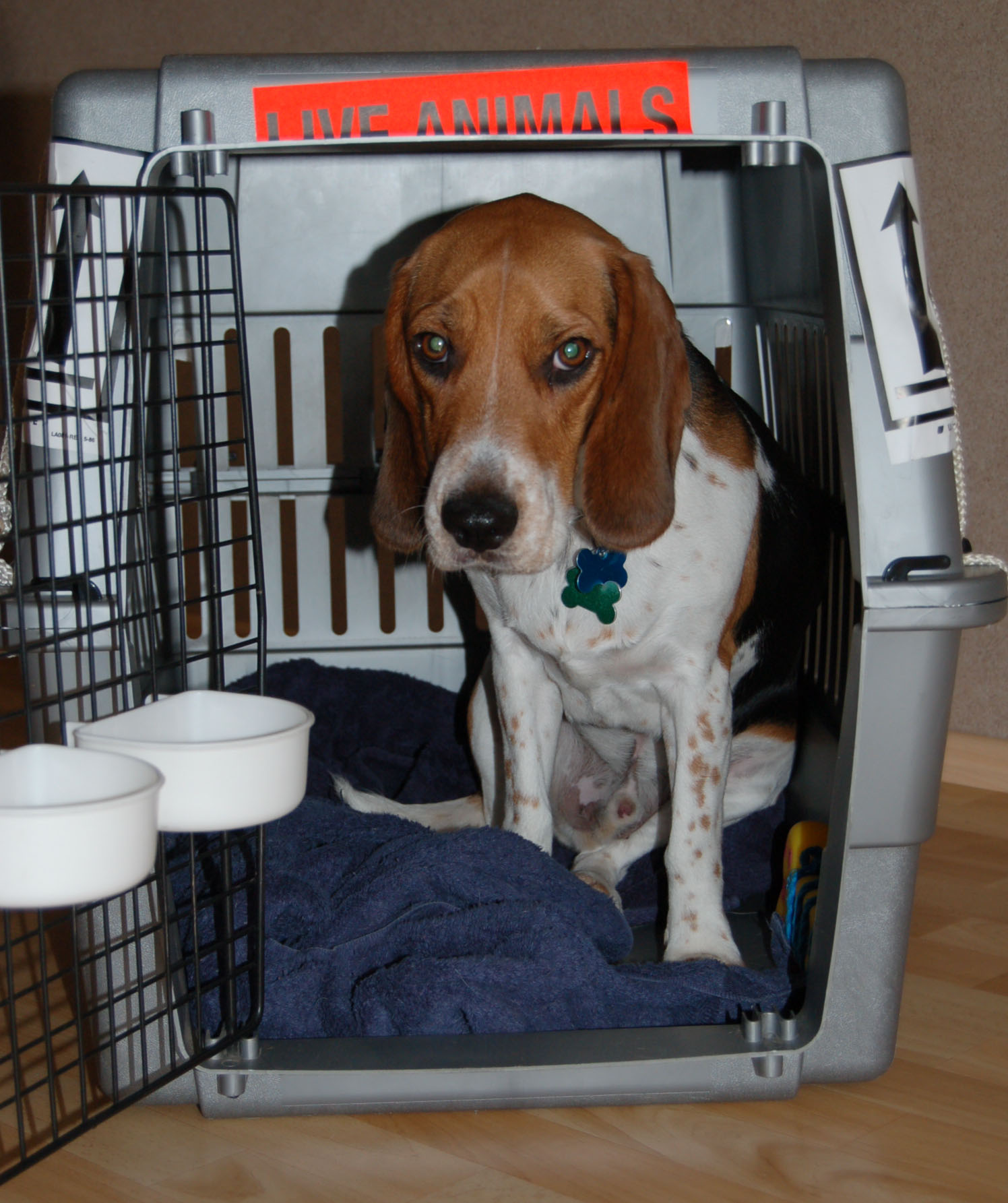 Learn about the Best AirlineApproved Kennels for Cargo