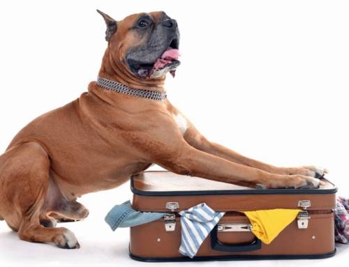 Six Essential Items for Your Doggy Go-Bag