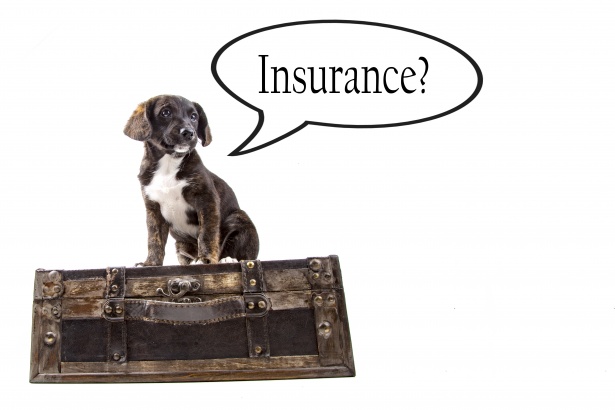 pet travel insurance usa