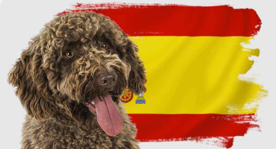 Dogs in Spain, traveling to spain with pets